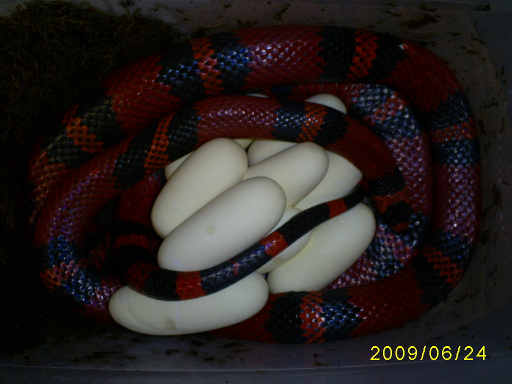 Hondo w/eggs