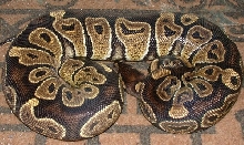 Red Cinny 1B