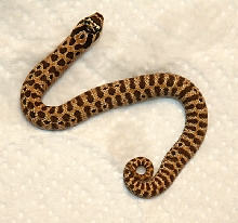 2011 Tiger / Skeleton Dorsal View 1