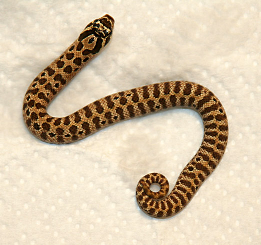 2011 Tiger / Skeleton Dorsal View 1