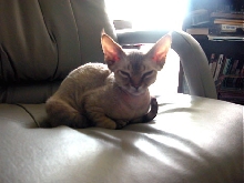 Taking Over My Office Chair