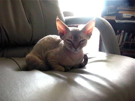 Taking Over My Office Chair