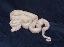 snow boas 2