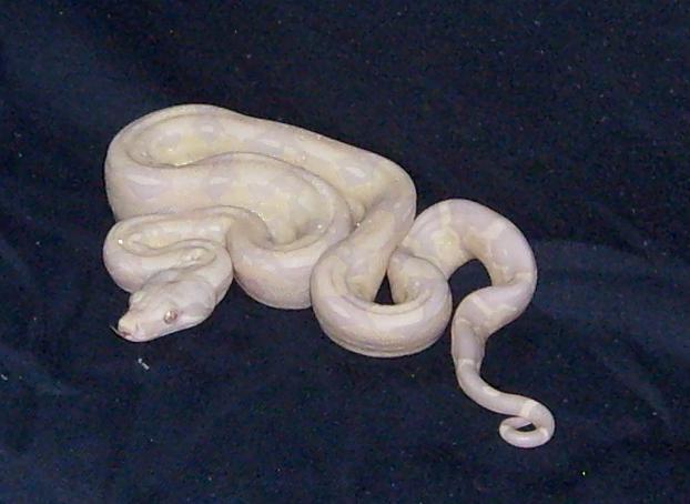 snow boas 2