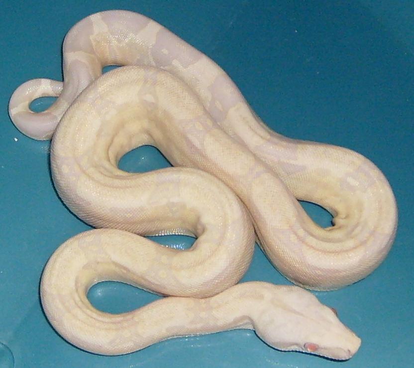 snow boa 3