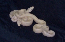 snows 1