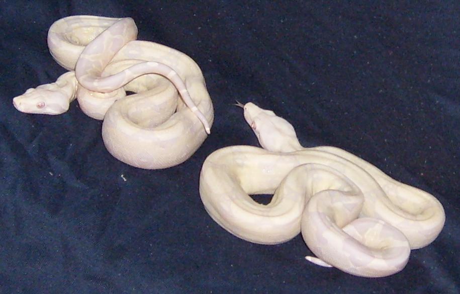 snow boas