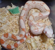 albino het snow