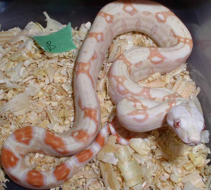 albino het snow