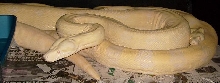 boa pair