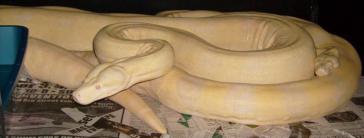 boa pair