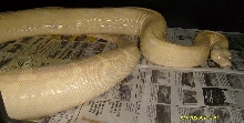 prego snow boa