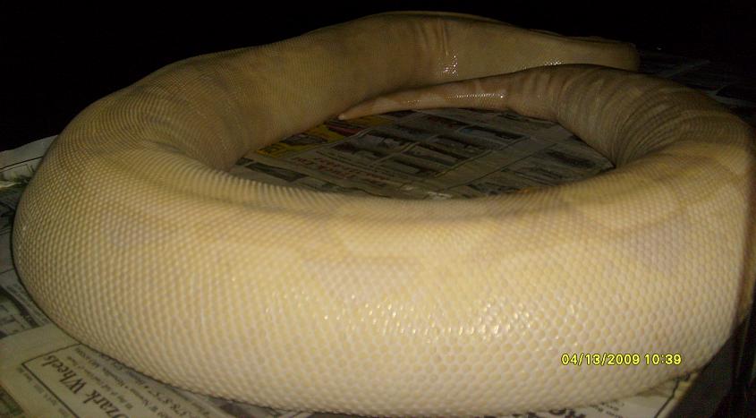 prego snow boa 2