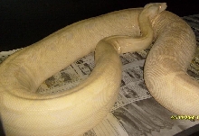prego snow boa 3