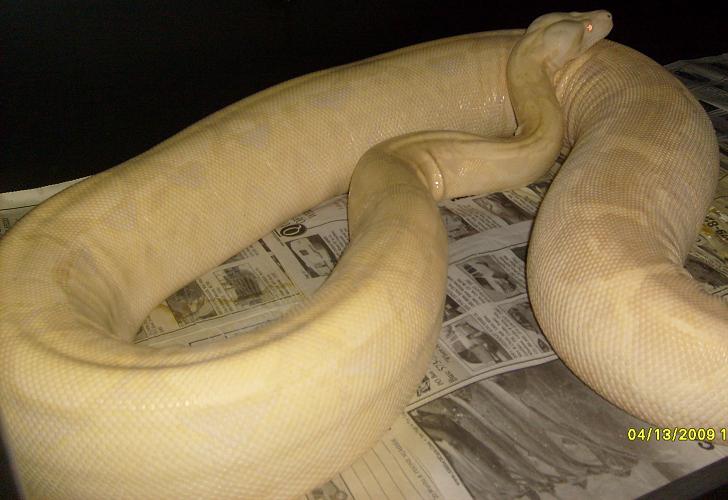 prego snow boa 3