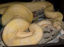 snow boa cuddle