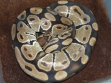 is this snake pregnant?