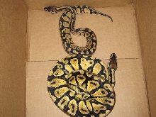 pastel comparison