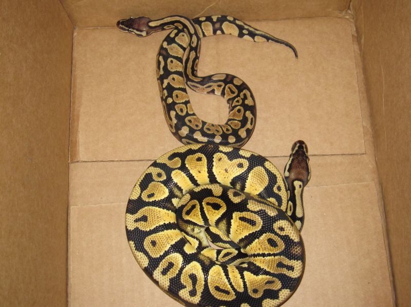 pastel comparison