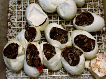 9 for 9 Axanthic Hets
