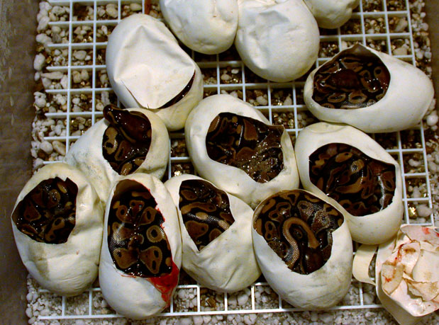 9 for 9 Axanthic Hets