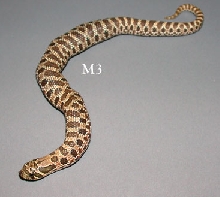 Male hatchling that ate a sibling