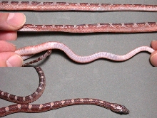 Clutch 3 Hypo Bloodred