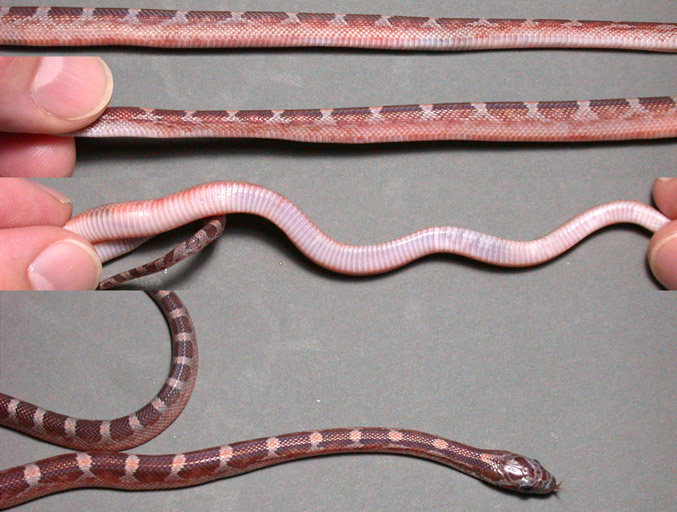 Clutch 3 Hypo Bloodred