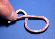 Hypo Bloodred Belly
