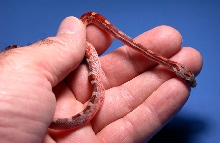 Hypo Bloodred Dorsal & Side view
