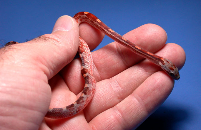 Hypo Bloodred Dorsal & Side view