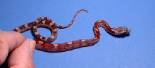 Hypo Bloodred Dorsal view
