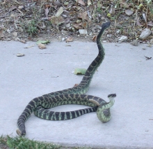 Pic 1 of SP Rattlers