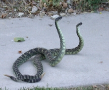 PIc 2 of SP Rattlers