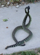 Pic 3 of SP Rattlers