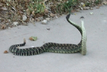 Pic 4 of SP Rattlers