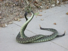 Pic 5 of SP Rattlers