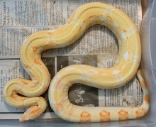 Albino Female Dorsal view