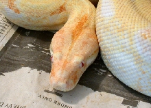 Albino Female Head Shot
