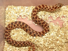 Red Female 67
