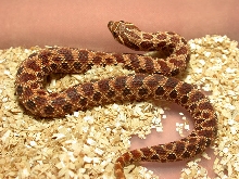 Red Female 70