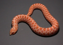Yearling Female Albino Hognose