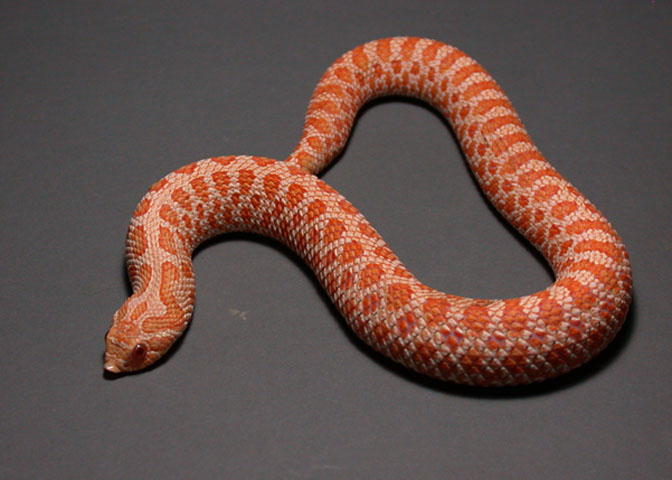 Yearling Female Albino Hognose