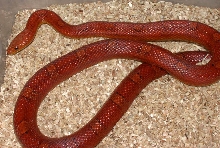 Female Hypo Bloodred C