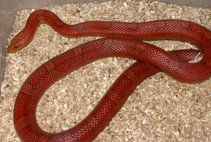 Female Hypo Bloodred C