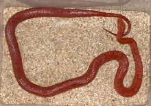 Female Hypo Bloodred A
