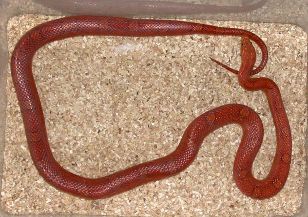 Female Hypo Bloodred A