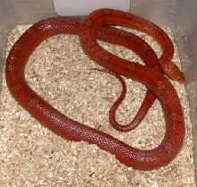 Female Hypo Bloodred B