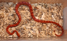 07 Male Hypo Het Bloodred 1A