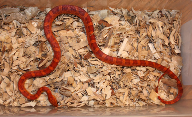 07 Male Hypo Het Bloodred 1A